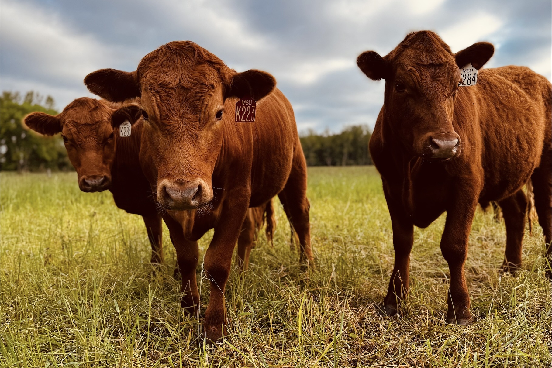 UPREC Beef Cattle.jpeg